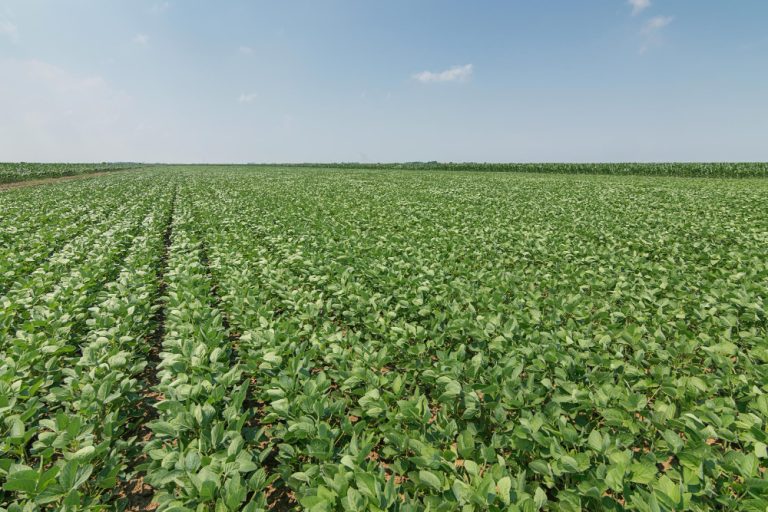 Significant growth in the non-GMO soybean production