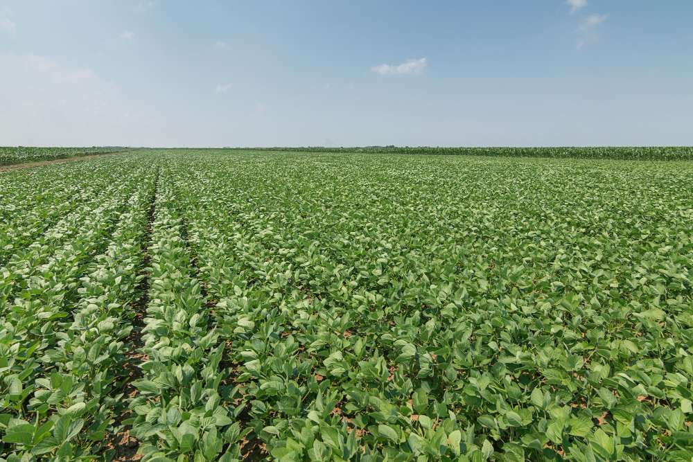 Significant growth in the non-GMO soybean production