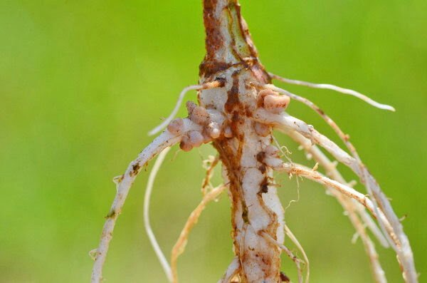 The importance of soy in crop rotation