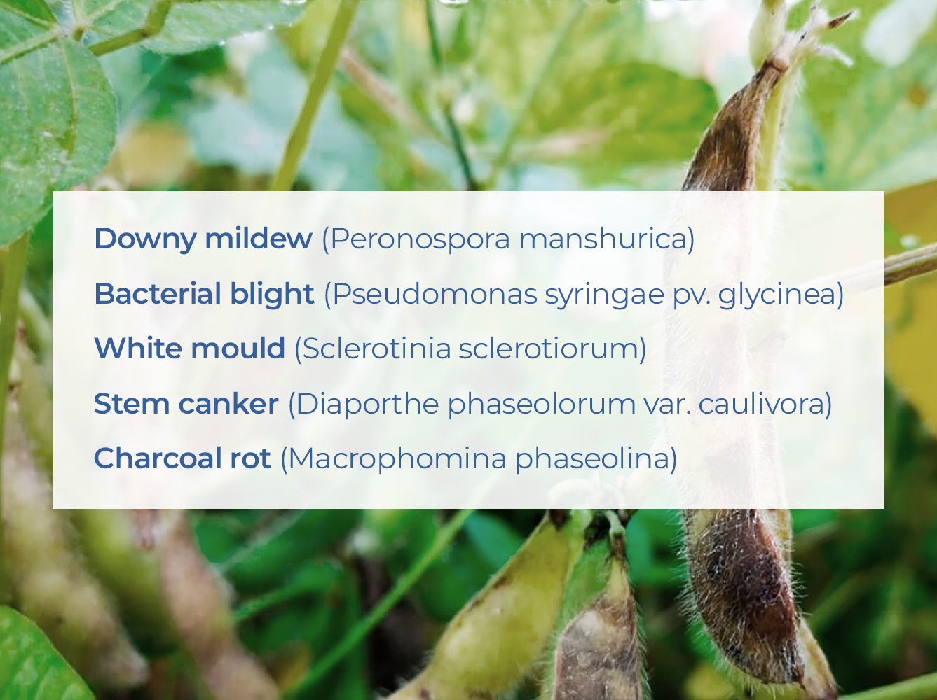 Diseases in soy production