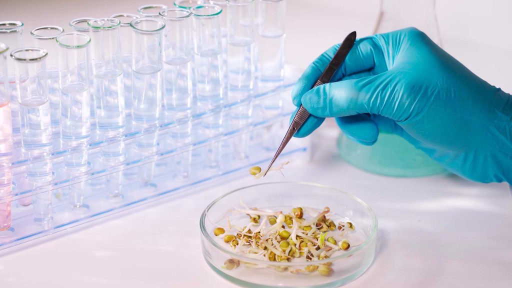 GMO and non-GMO: Pros and Cons - ProTerra Foundation GMO and non-GMO: Pros and Cons - ProTerra Foundation