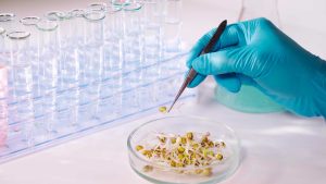 GMO and non-GMO: Pros and Cons