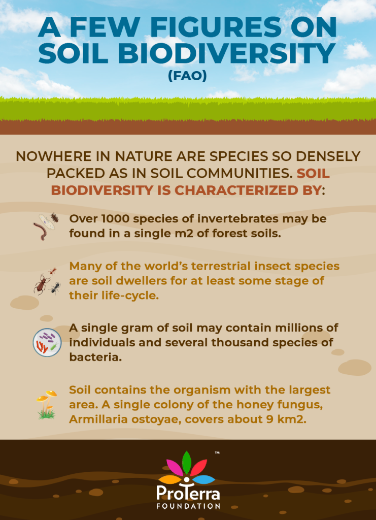 a few figures on soil biodiversity