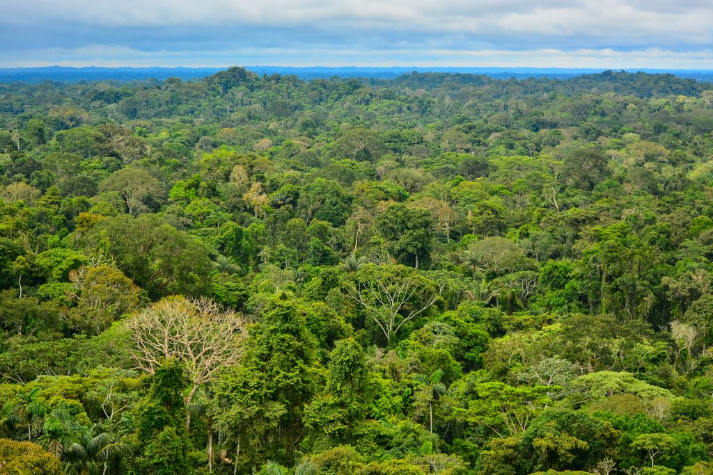 Soy vendors to the salmon industry end trade of deforestation linked soy in Brazil