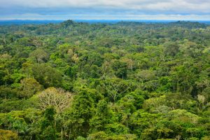 Soy vendors to the salmon industry end trade of deforestation linked soy in Brazil