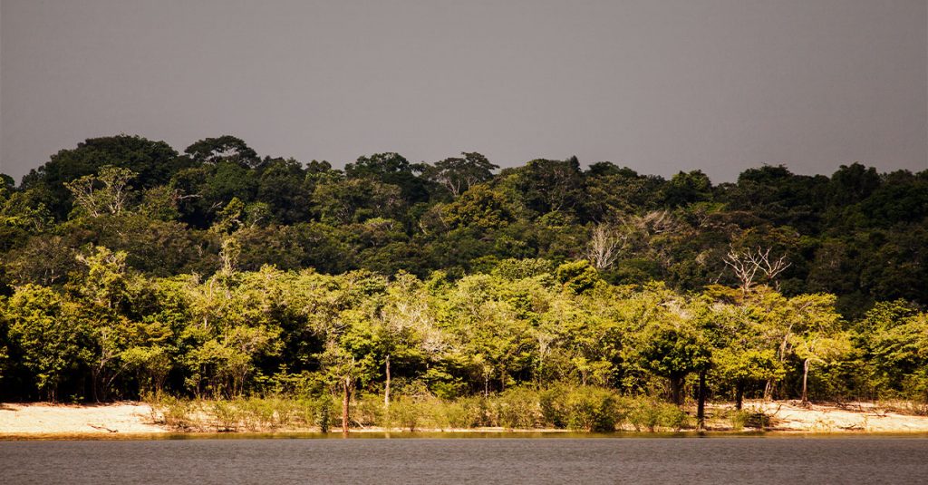 Amazon rainforest is again under threat