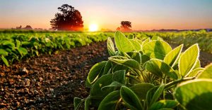 Webinar - Soy and agroecology, building a bridge to the mainstream market