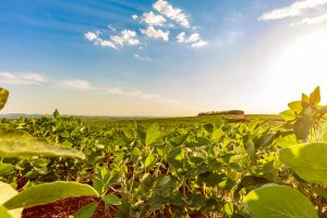 The-Non-GMO-scenario-in-Brazil-2