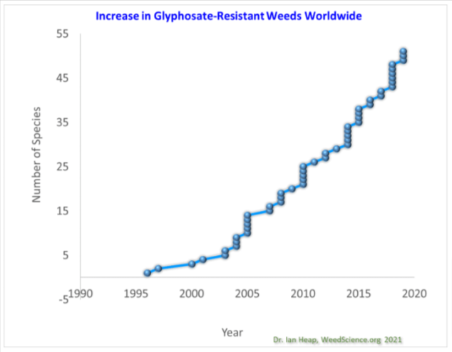 Brazilian producers of non-GMO soybeans are seeing a very positive year in the fields.