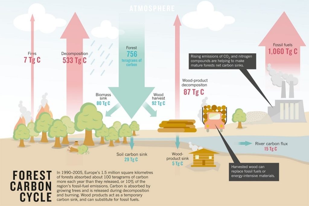 Figure 1: Carbon Cycle /Credit: S. Luyssaert et al at  Forests as Carbon Sinks - American Forests
