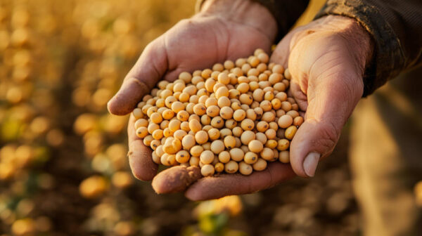 Non-GMO Soybean Update
