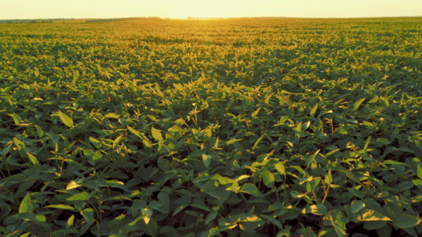 International Non-GMO Summit 2026 in Frankfurt